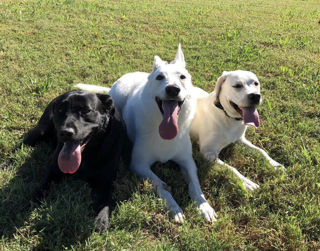 Hampton Roads Off Leash K9 Training High Ground K9