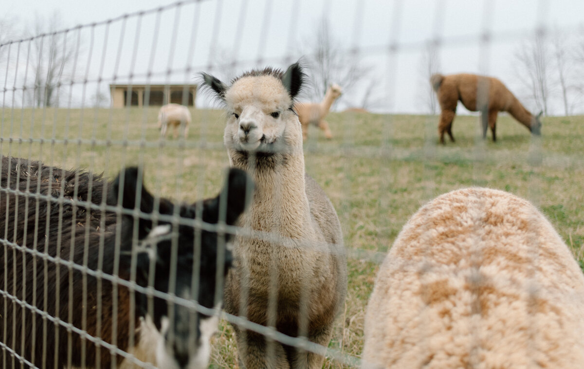 Durrant-Farms-Estate-Asheville-NC-Wedding-Venue-Yaseli-Olivera-Photography-50