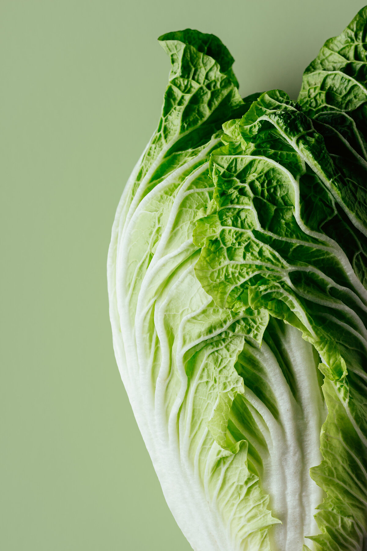 Napa Cabbage Coloricious Food Photography