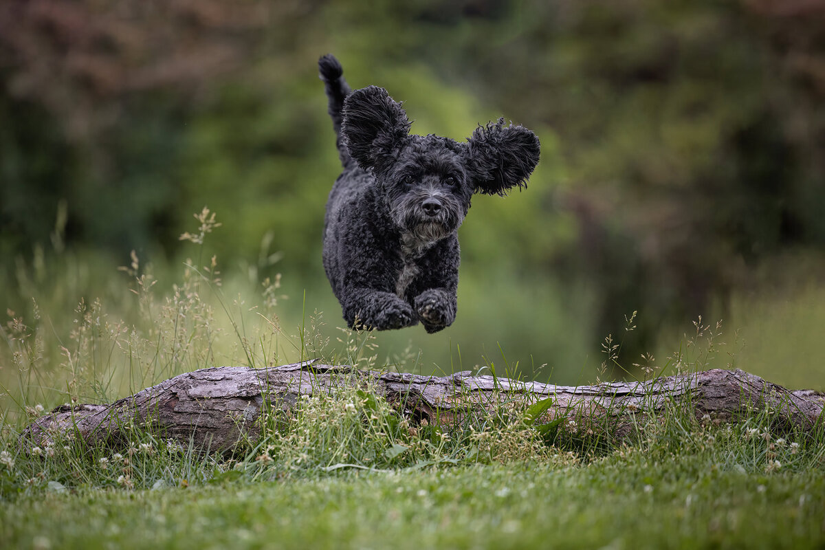 black dog jumping over a log