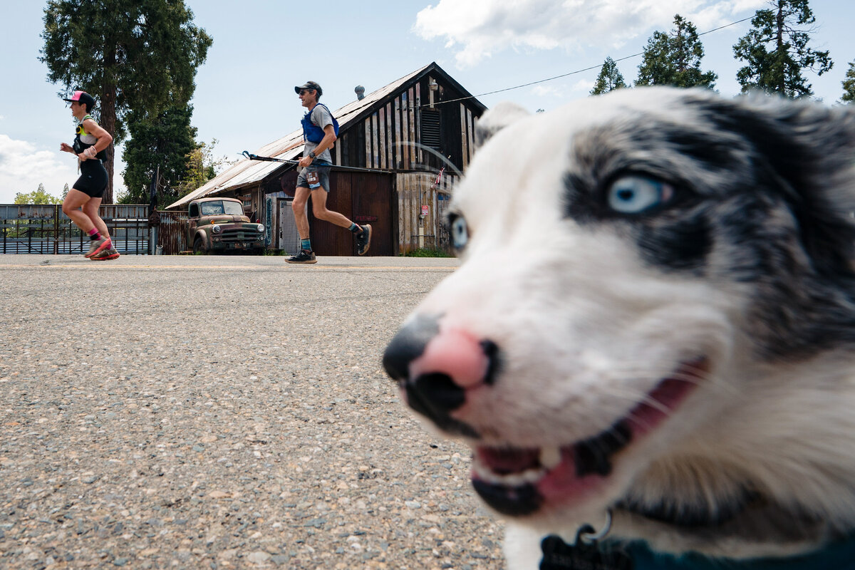 kansas-city-sports-photography-0112-dog-closeup-with-runners-behind