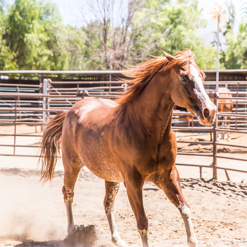 Harley Ranch  Template - line (3)