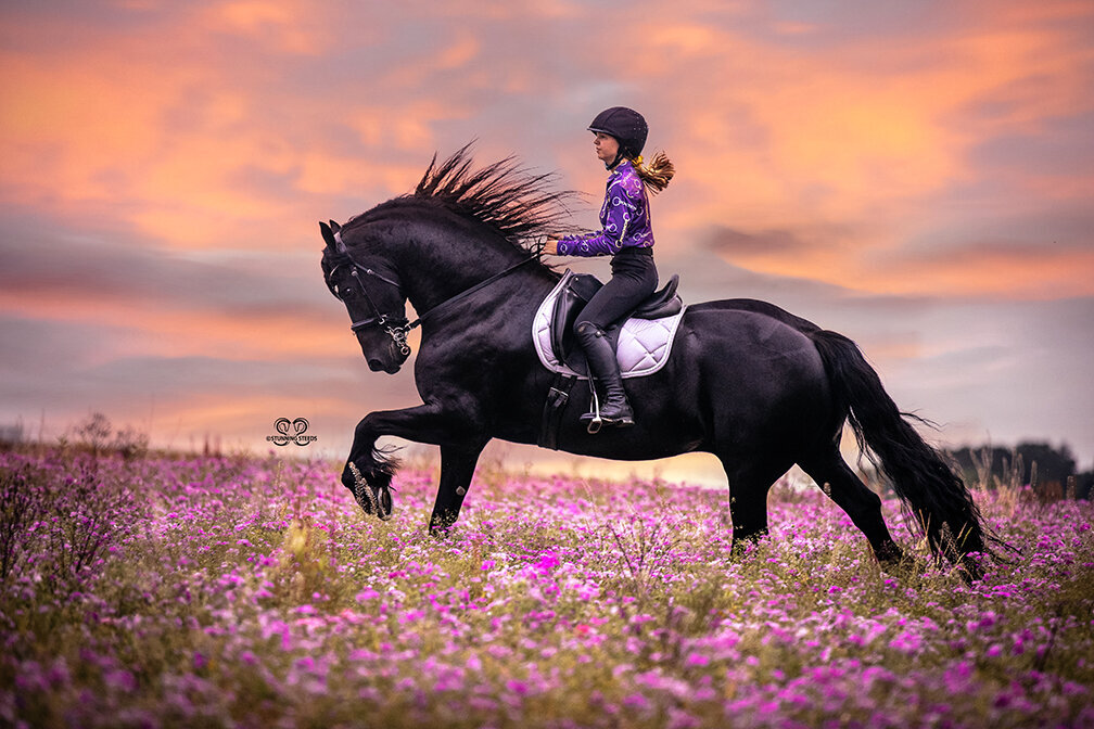 dressage friesian horse photography