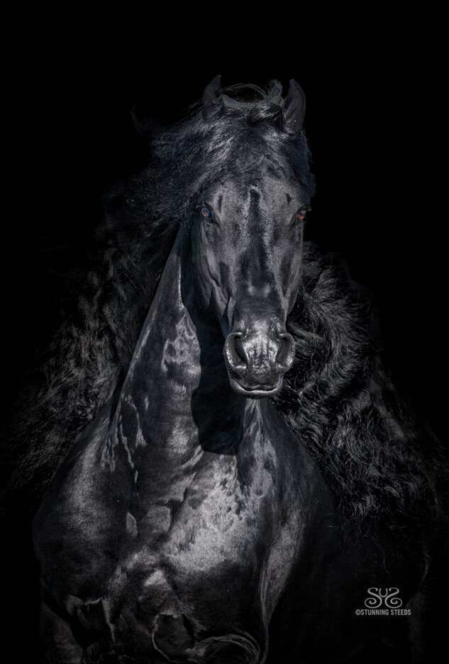 friesian stallion lorick stable NY