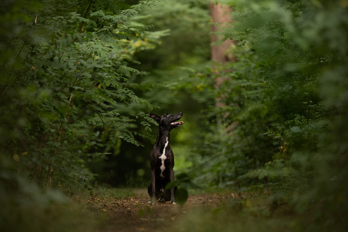 Hondenportret-Limburg-11