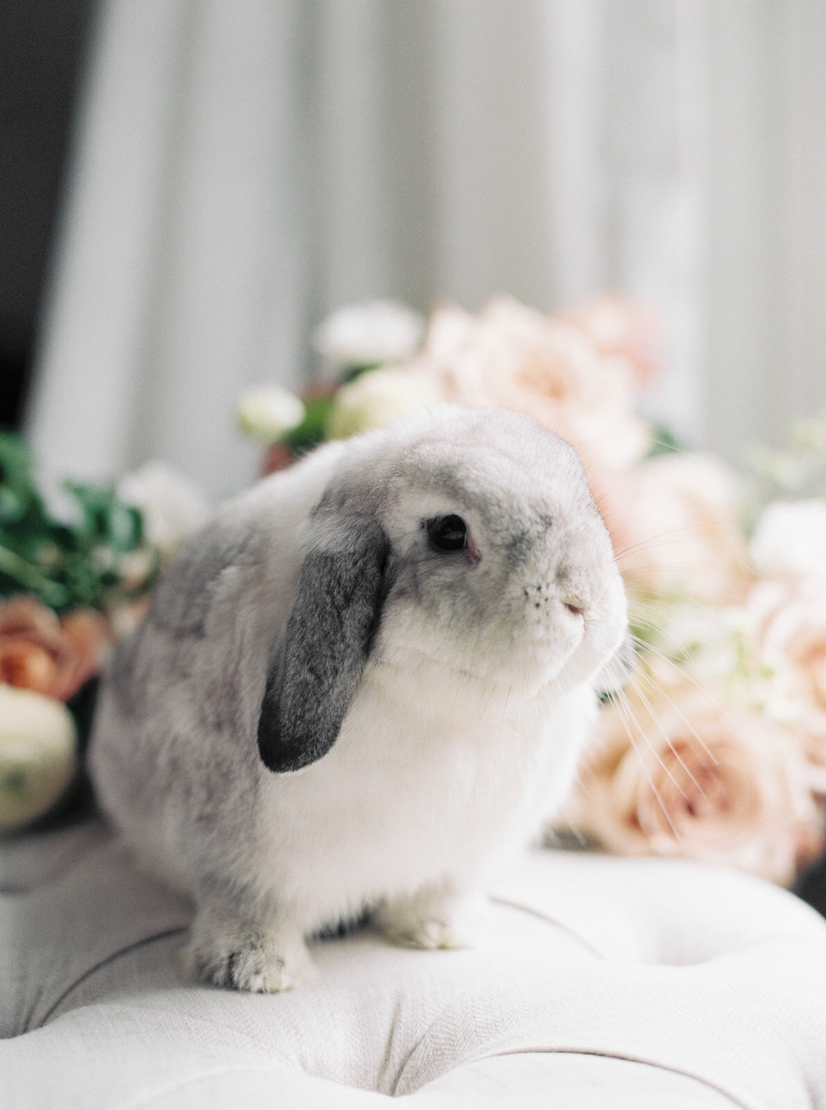 Bunny wedding