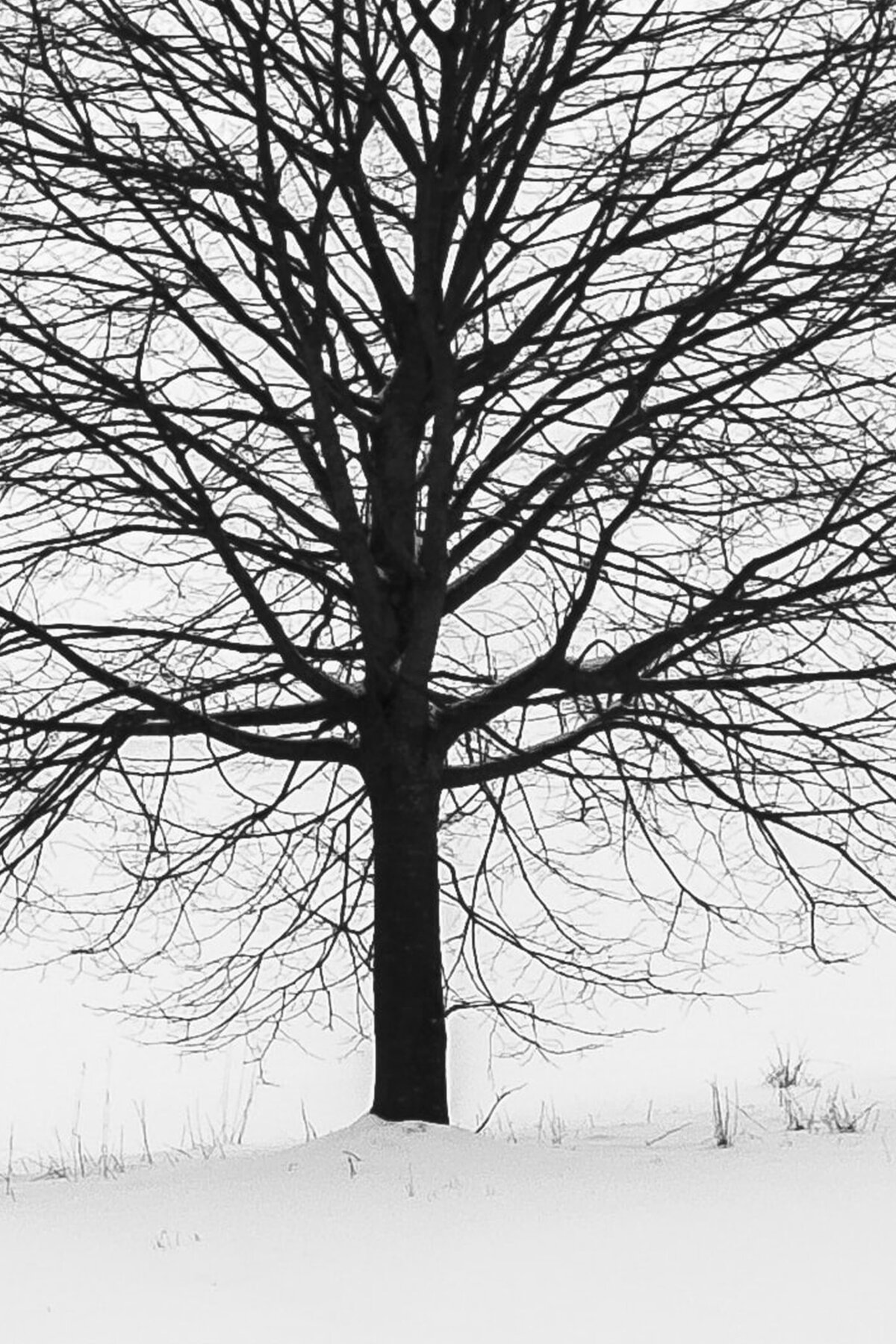 Nature_04C