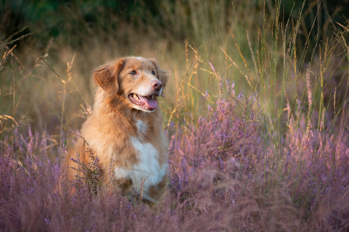 Barbara Daamen Fotografie, hondenfotograaf, Tilburg, Noord Brabant, Hondenfotografie, natuurlijk licht, magic light, dierbare momenten