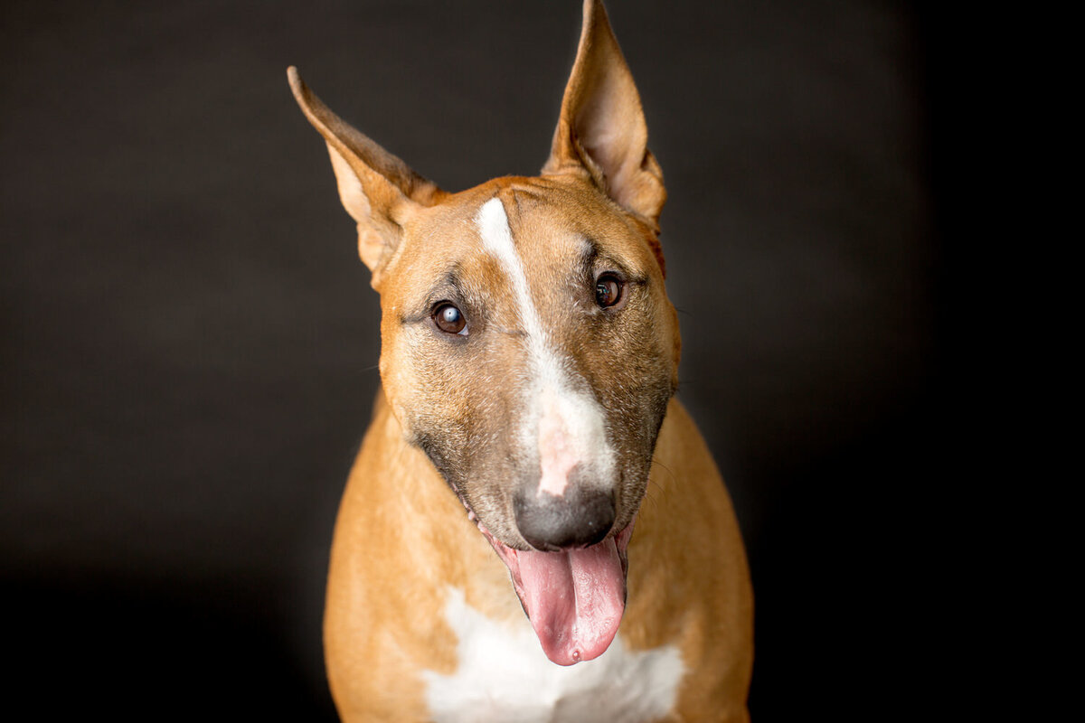 pet-photos-myrtle-beach-1500_039