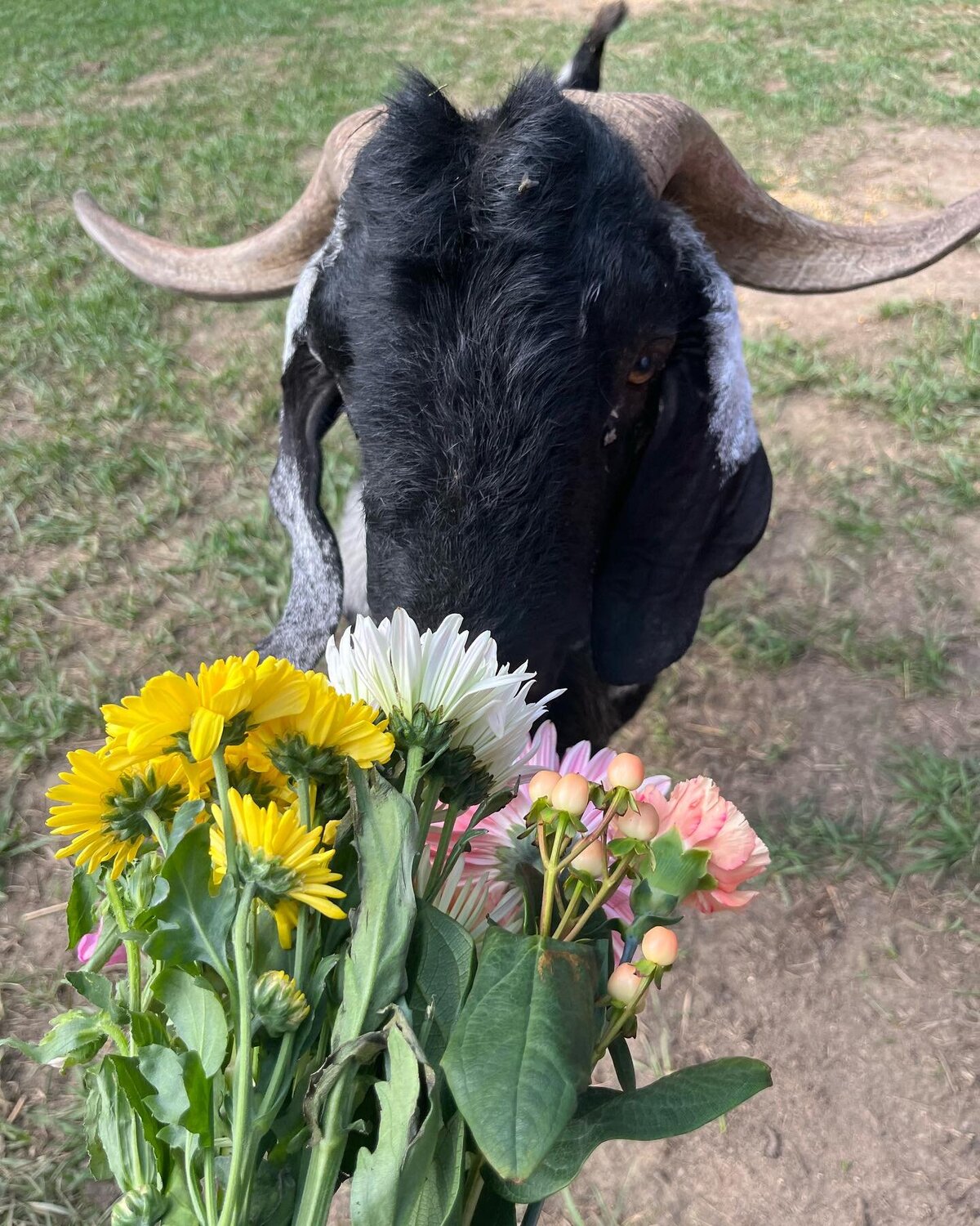 TVIG FARM4