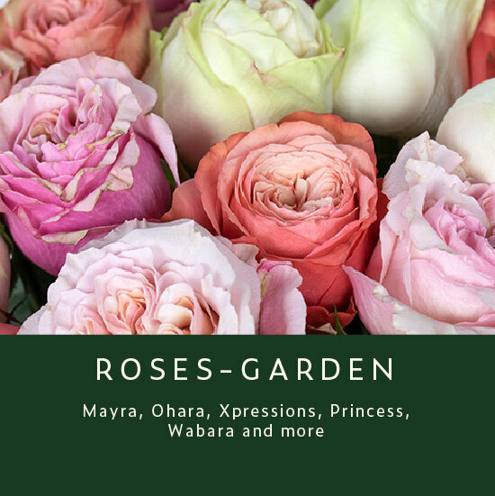 Roses-Garden