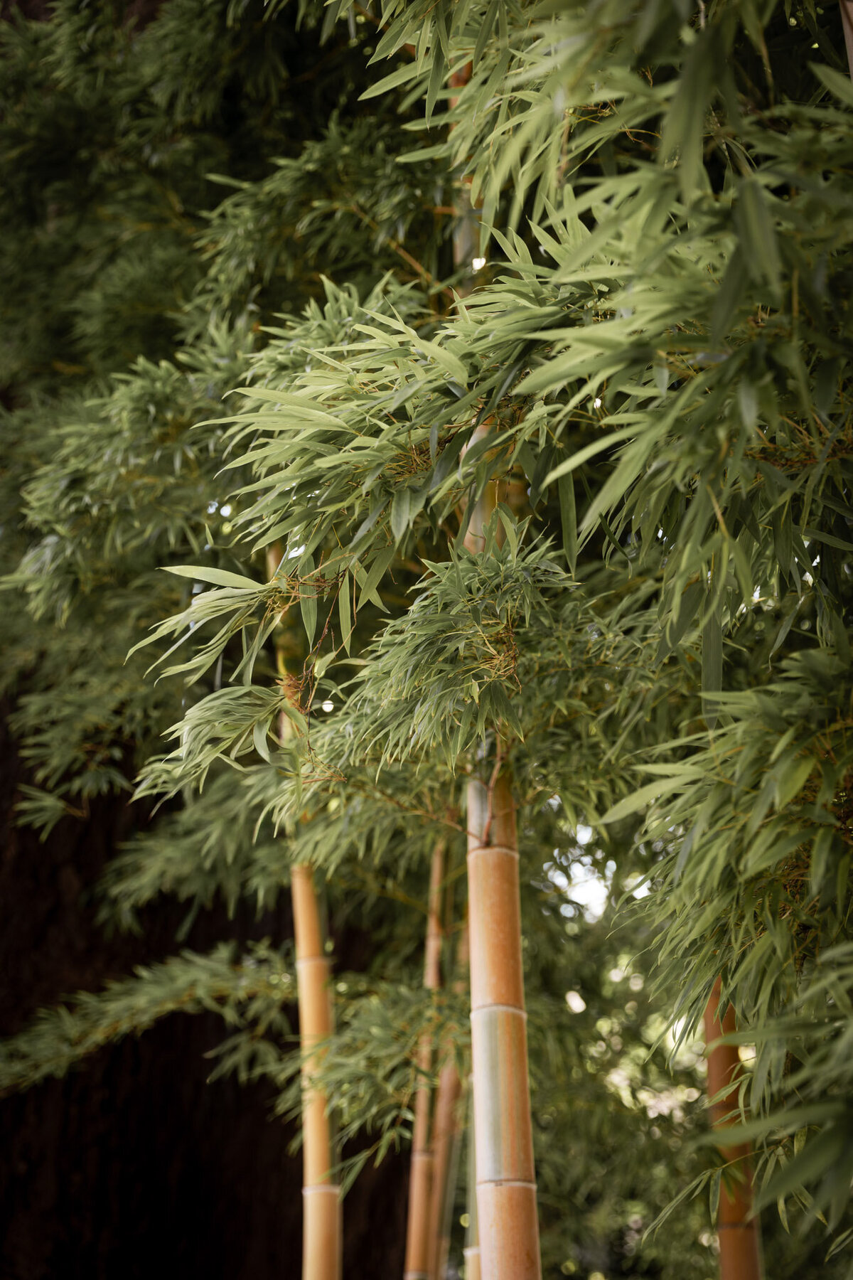 Japan for Website-20