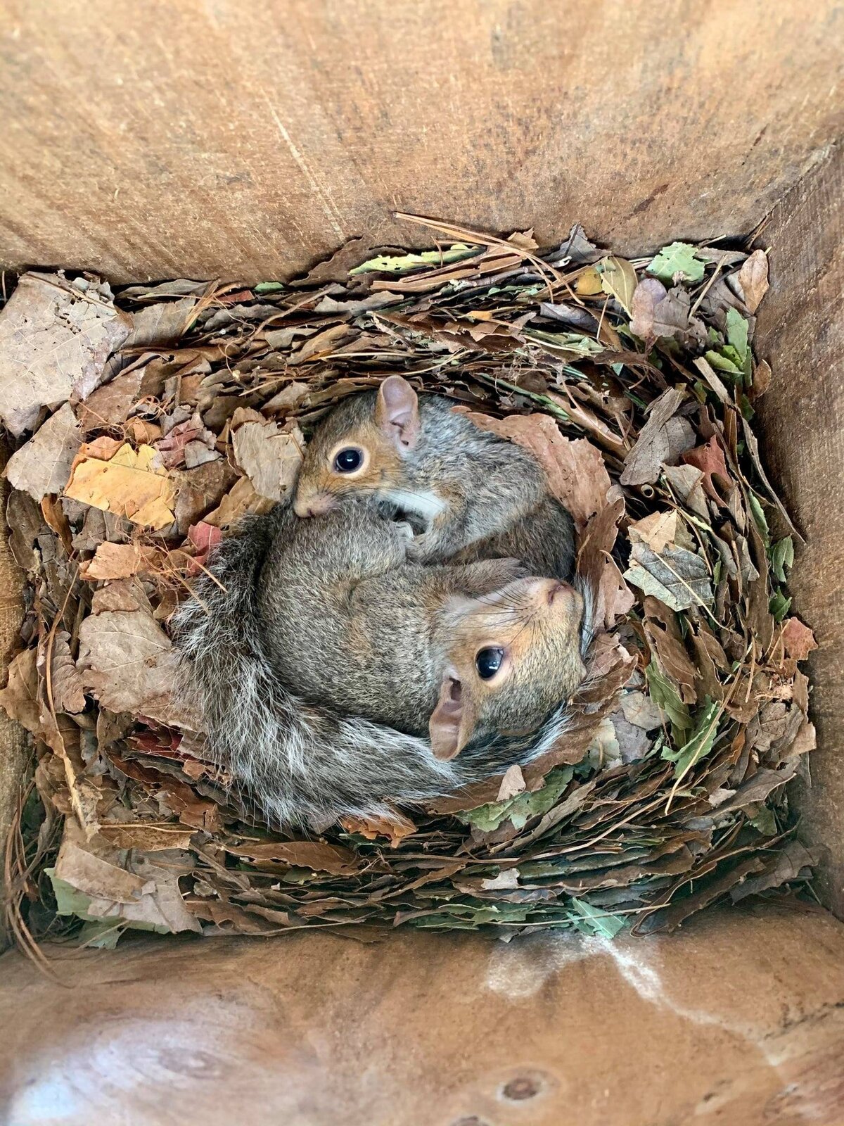 Squirrel patients in nest box