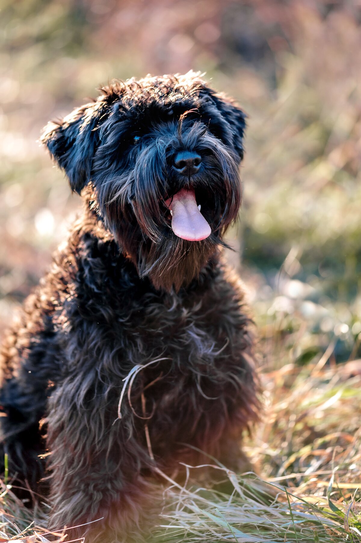 Schnauzer puppy McKennaPattersonPhotography