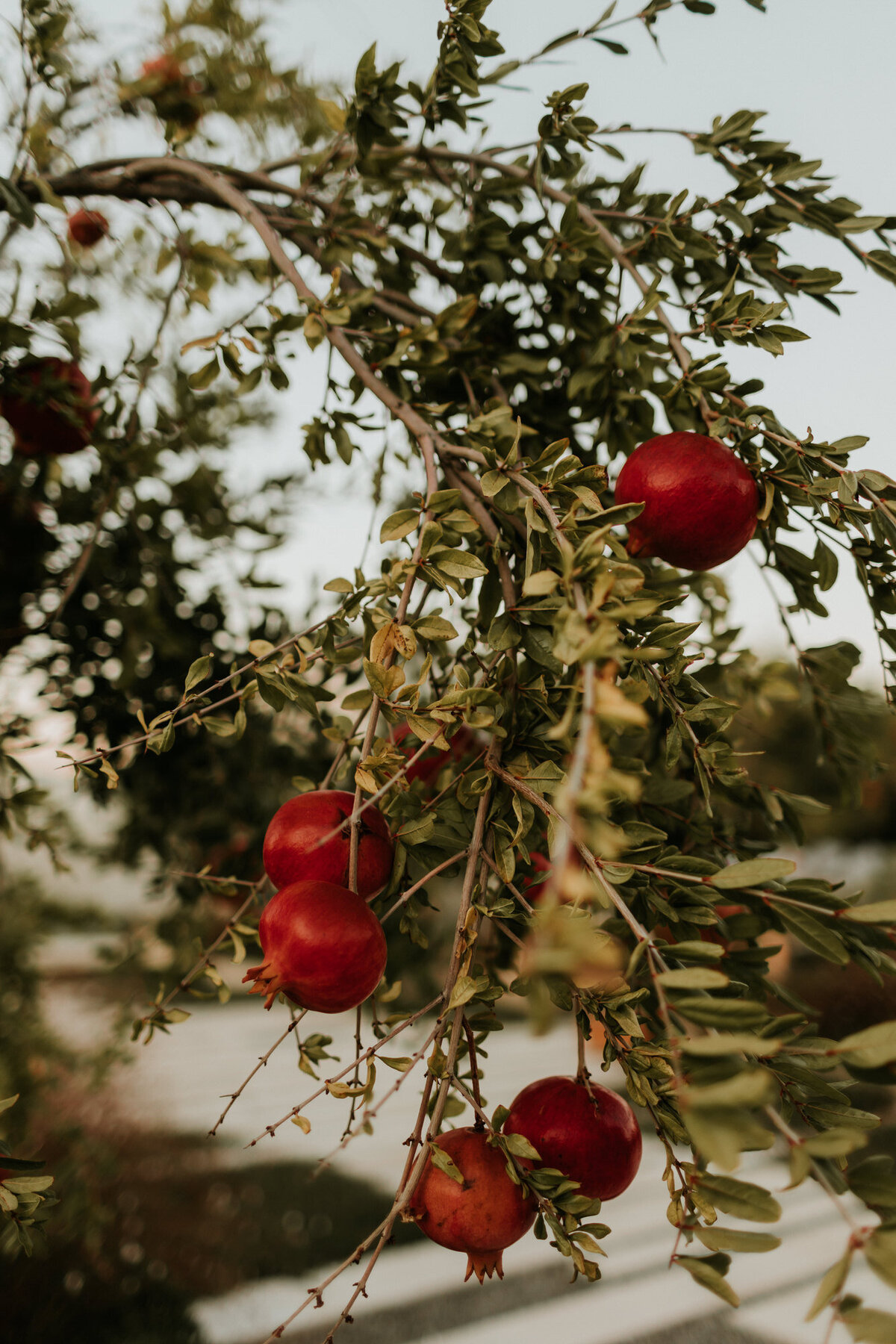 BLOGCL0006