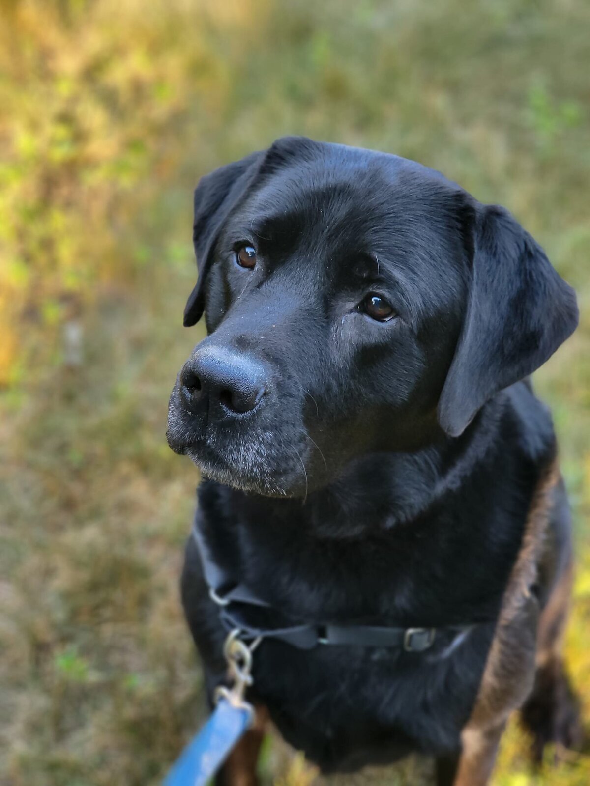 Auggie