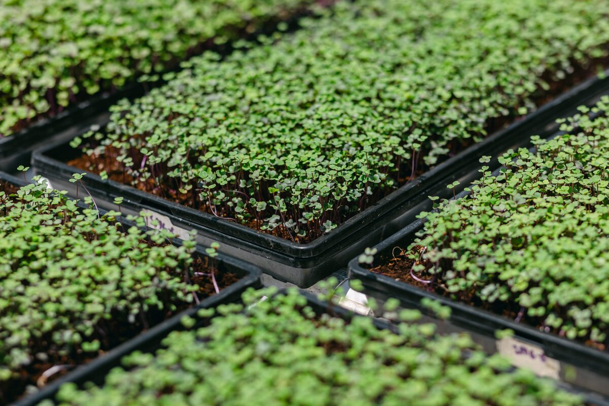 Channel-Islands-Micro-Greens-Local-Farmers-Markets-0064