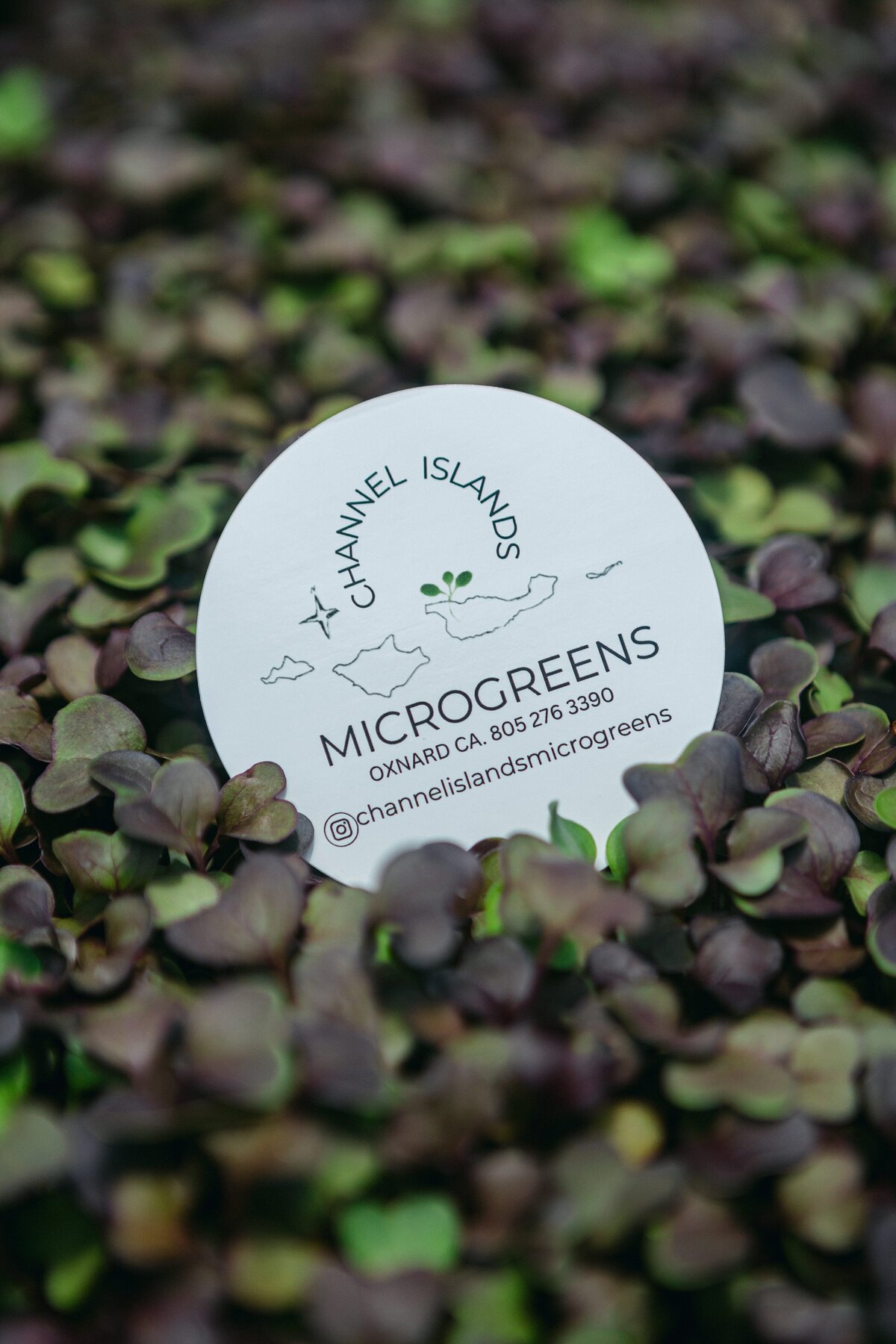 Channel-Islands-Micro-Greens-Local-Farmers-Markets-0017