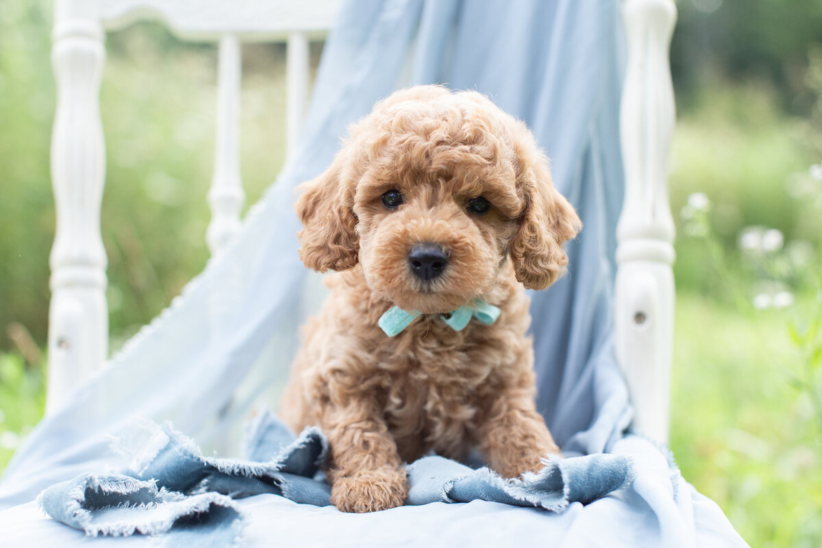 darcy-3