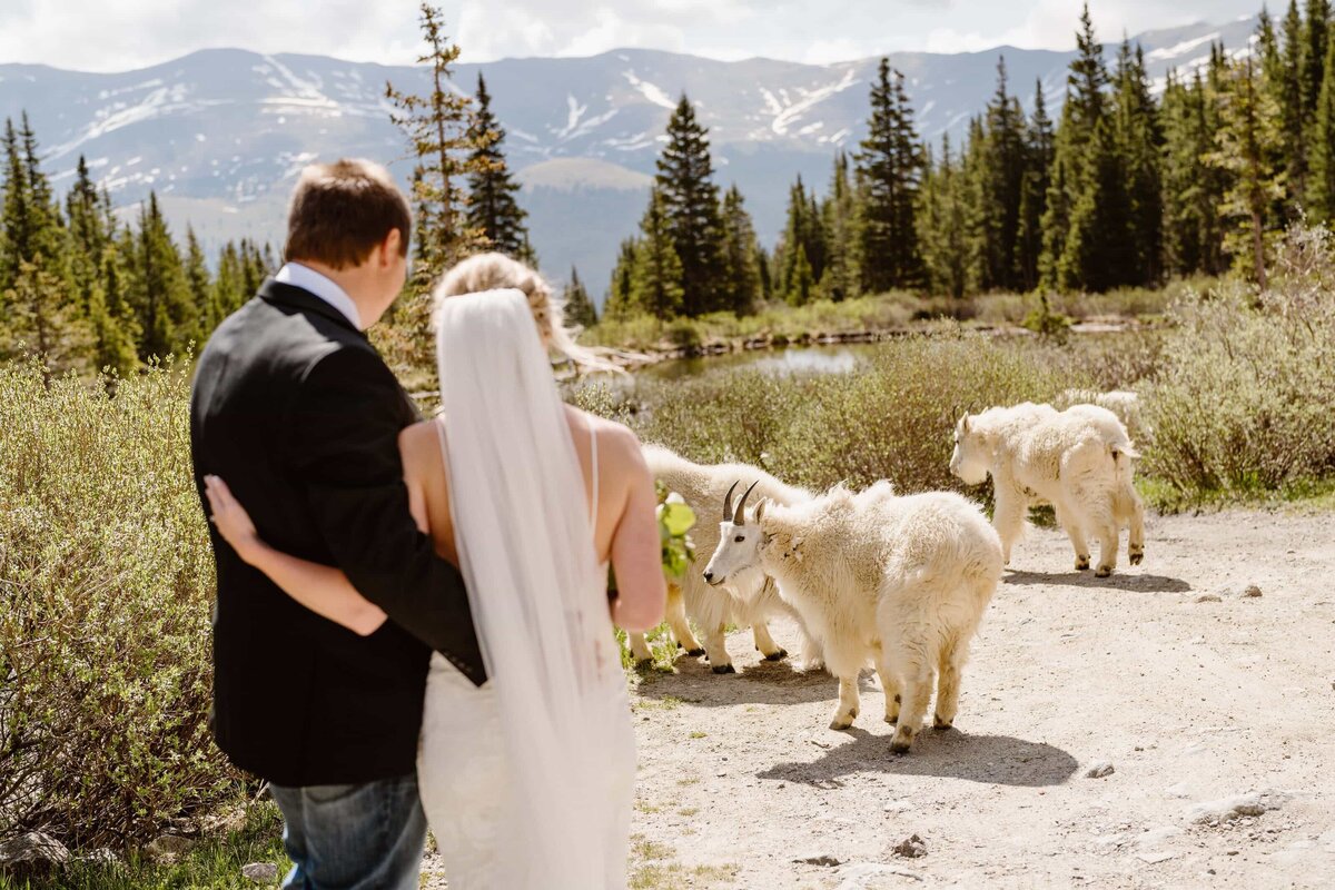 Bride and groom standing arm in arm during their Blue Lakes elopement in Breckenridge, Colorado, watching a small herd of mountain goats with alpine scenery in the background.