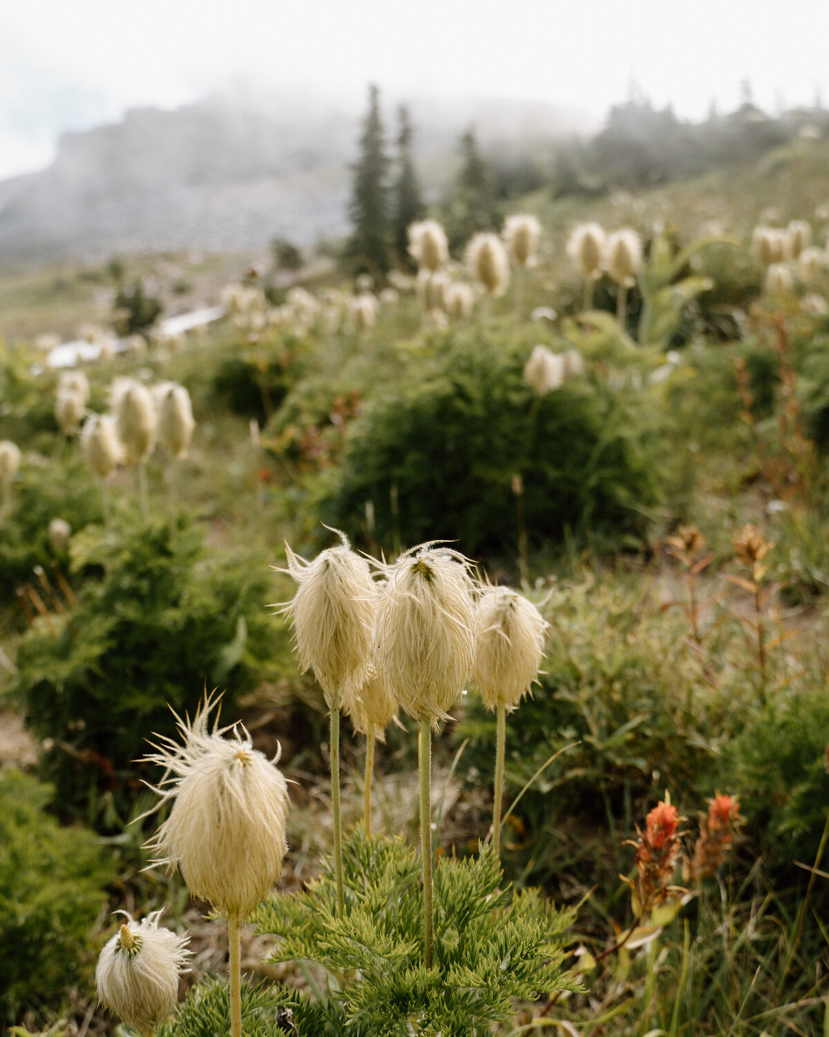alpine_meadow_flowers_oregon_01
