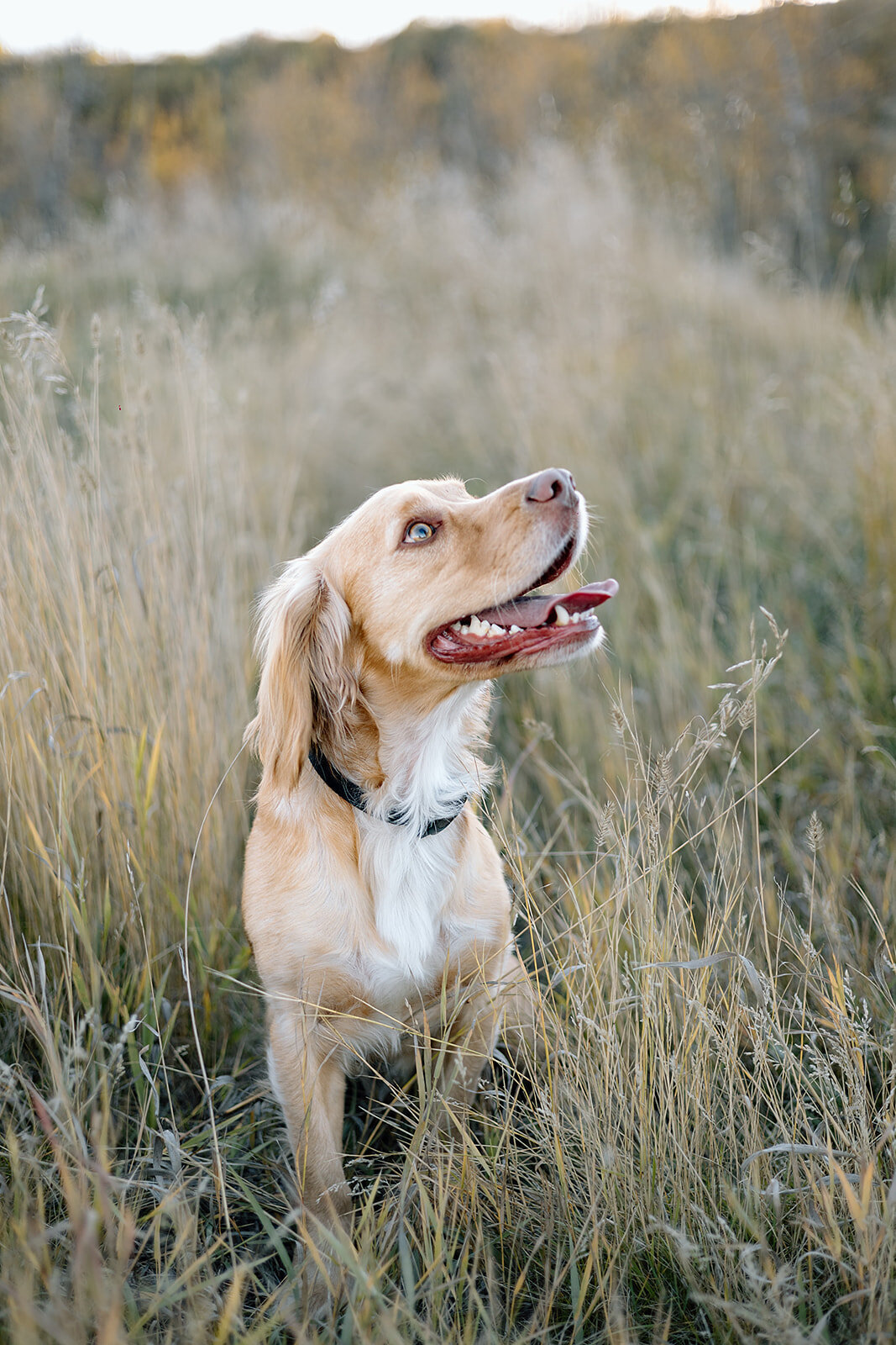 Calgary Family Photographer Laura Karl Photo 17