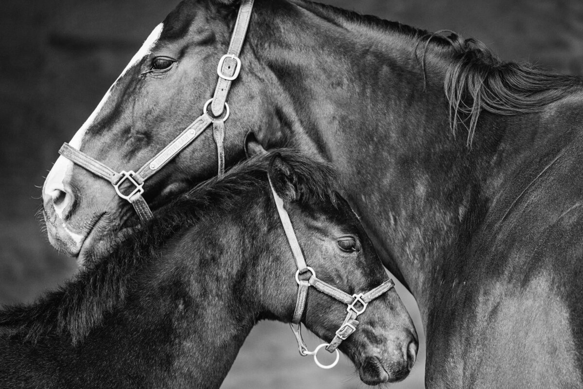 thoroughbred-horse-photography-saratoga-ny-6