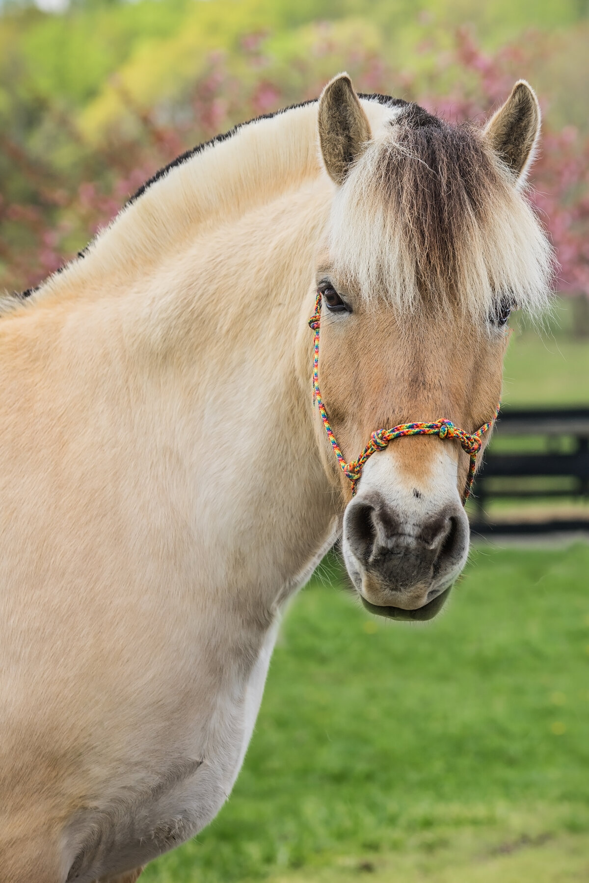Equestrian-57