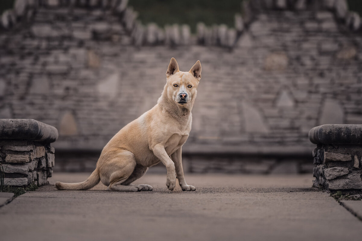 a white husky dog staring into your soul in front of a cool stone wall