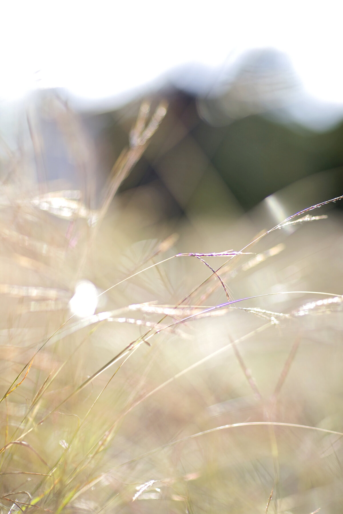 nature-golden hour-government canyon-robin rogers photography