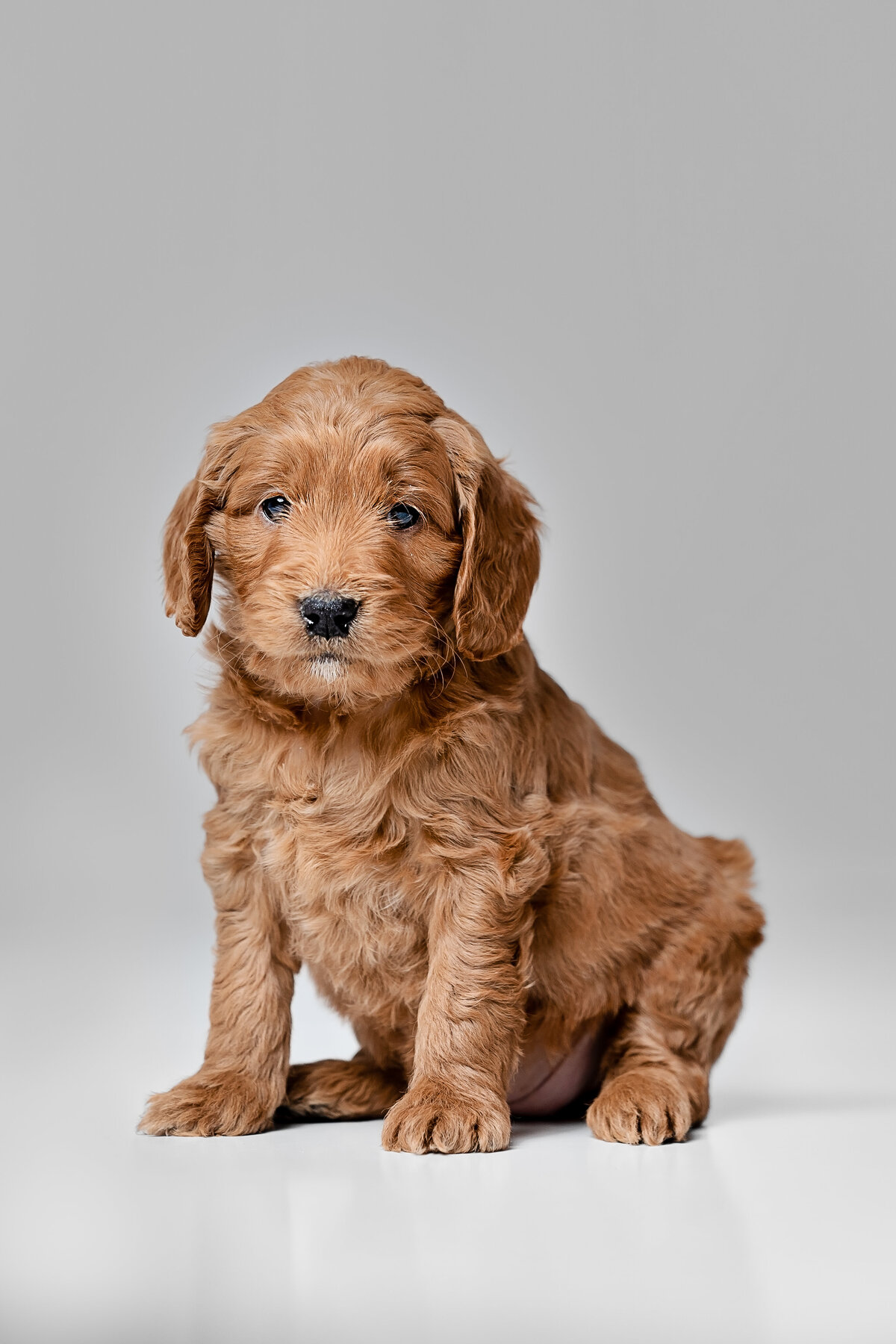 Pet Photographer Grand Junction -  224