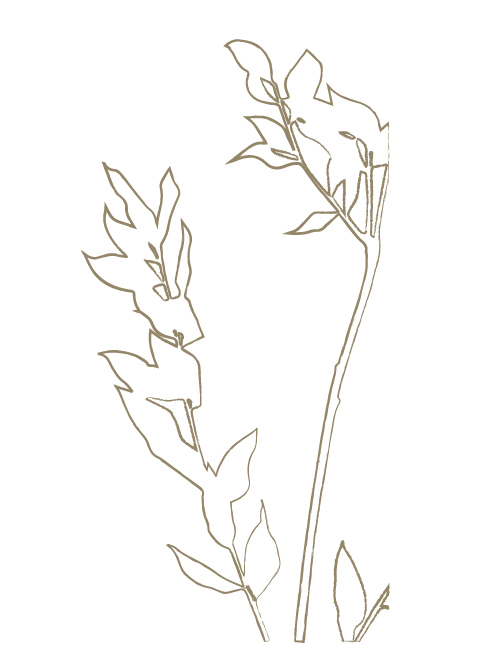 CCC_Templ_Body Illustrations 2-15