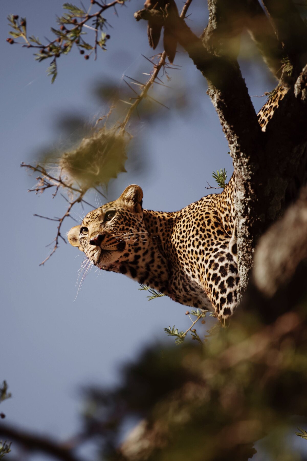 TAASA Safari Wildlife (8)