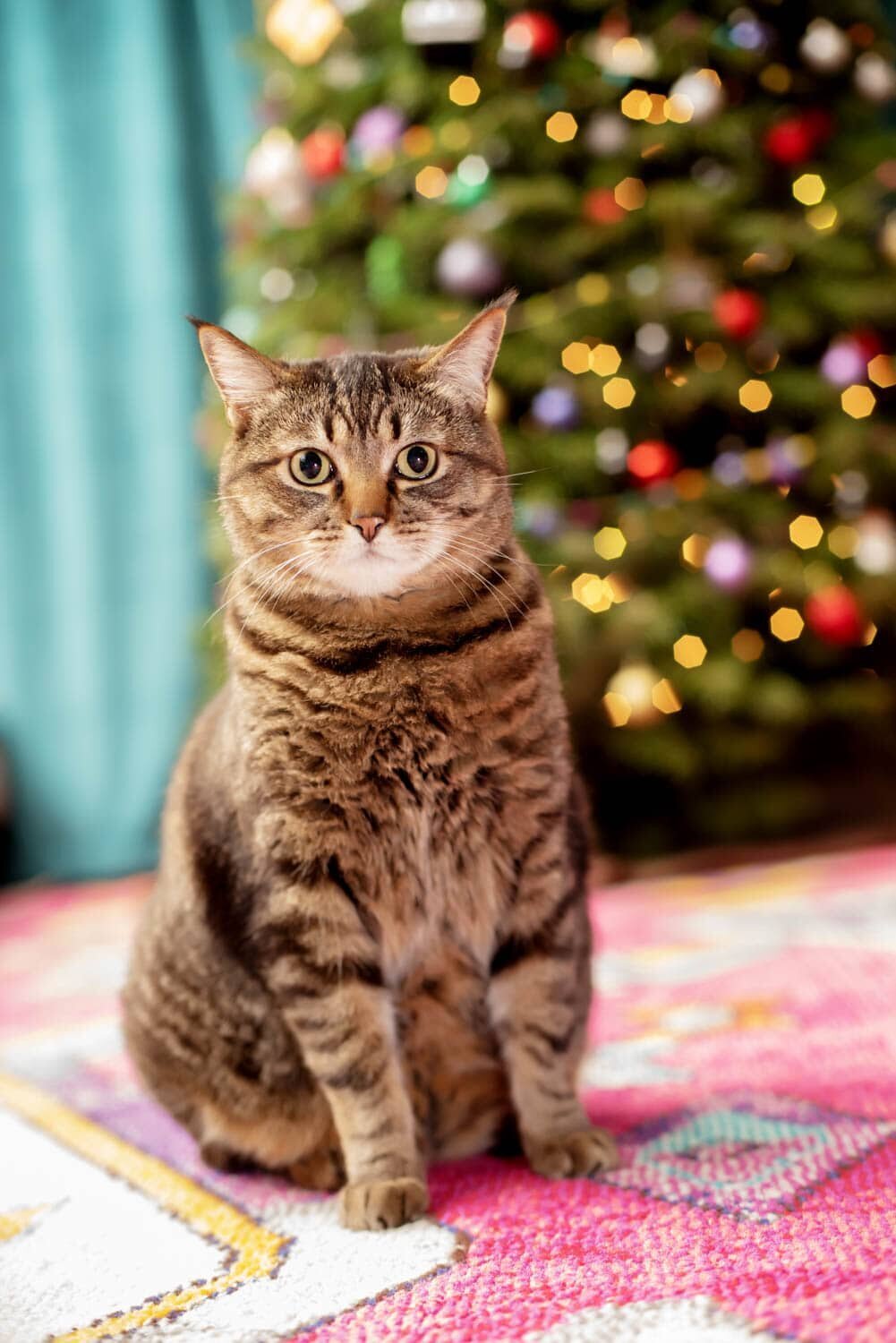 crystal genes photography's cat Coltrane looks model perfect in front of christmas tree lights