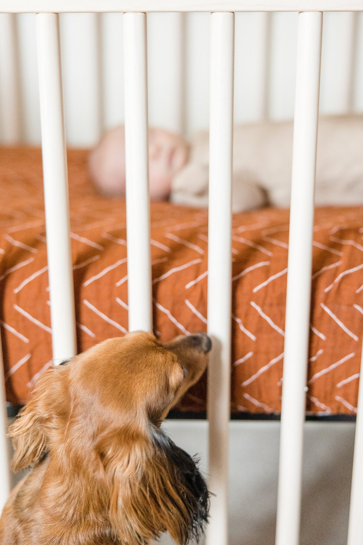 dog smelling newborn in his crib