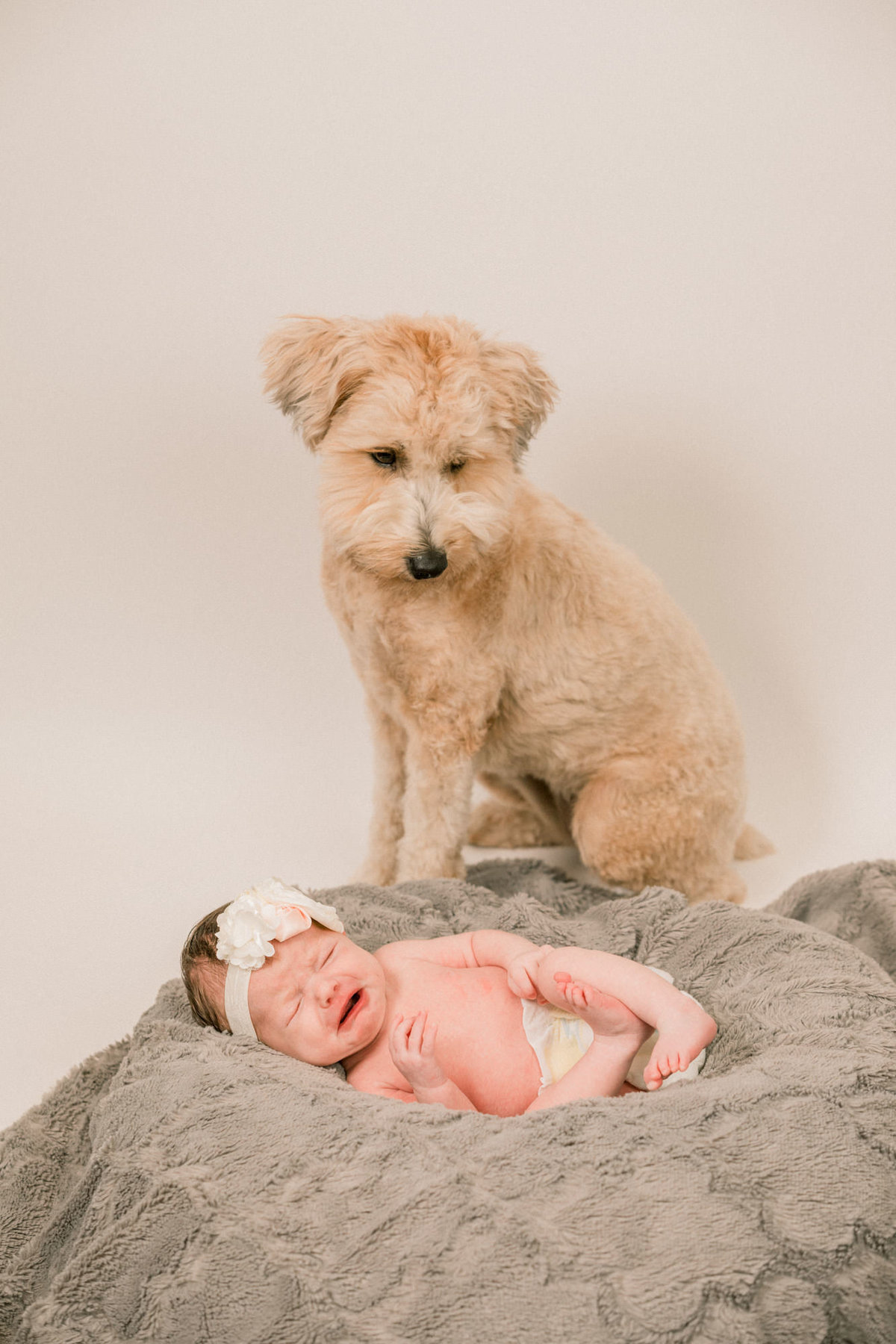 Dog sits next to and watches the newborn little girl as she lies on a pillow and cries