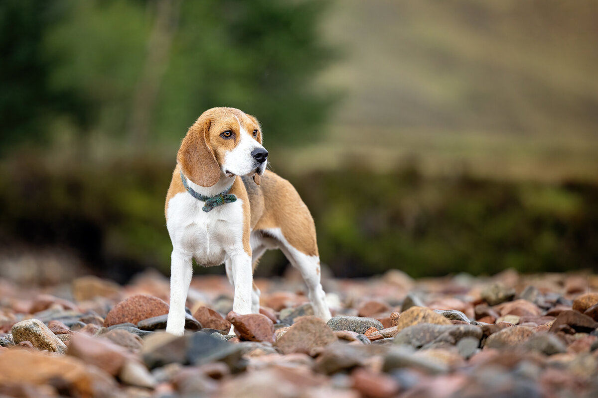 beagle standing on rocks