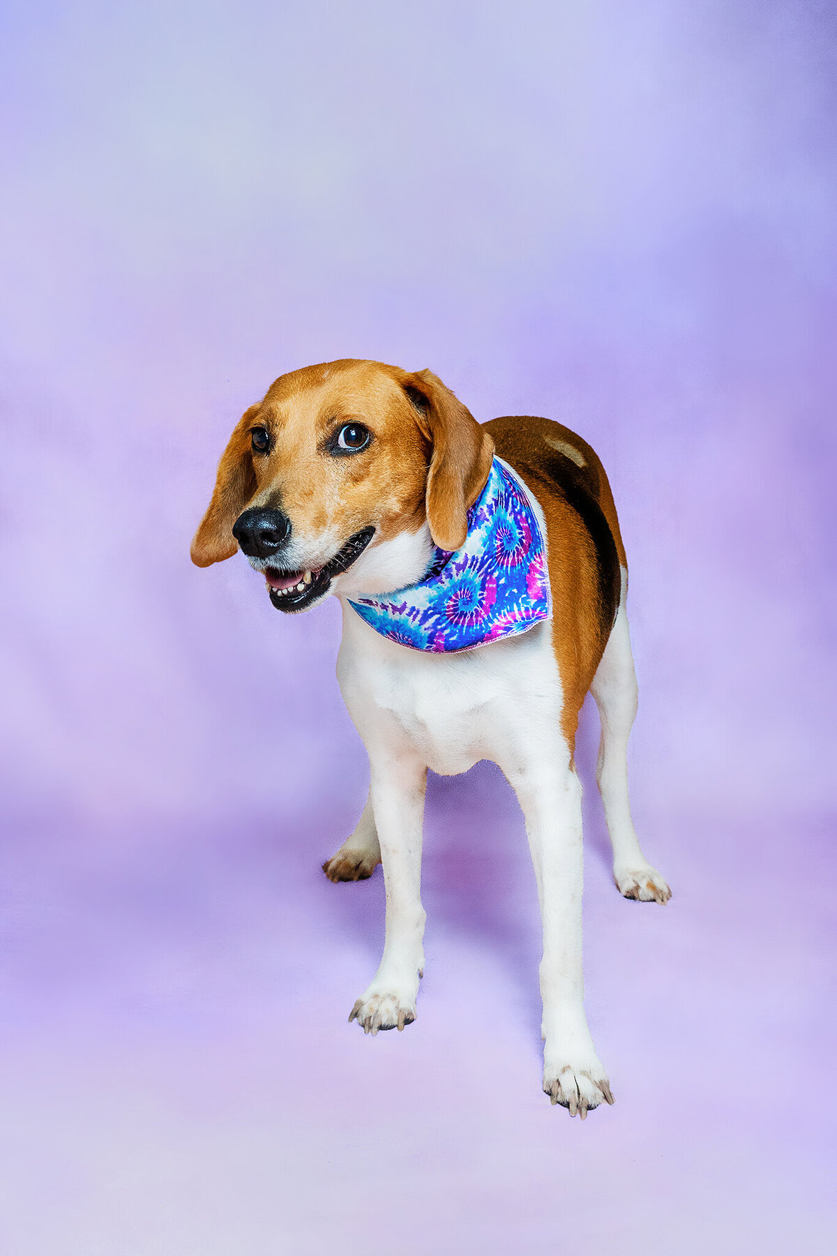 New Orleans Pet Photographer 79