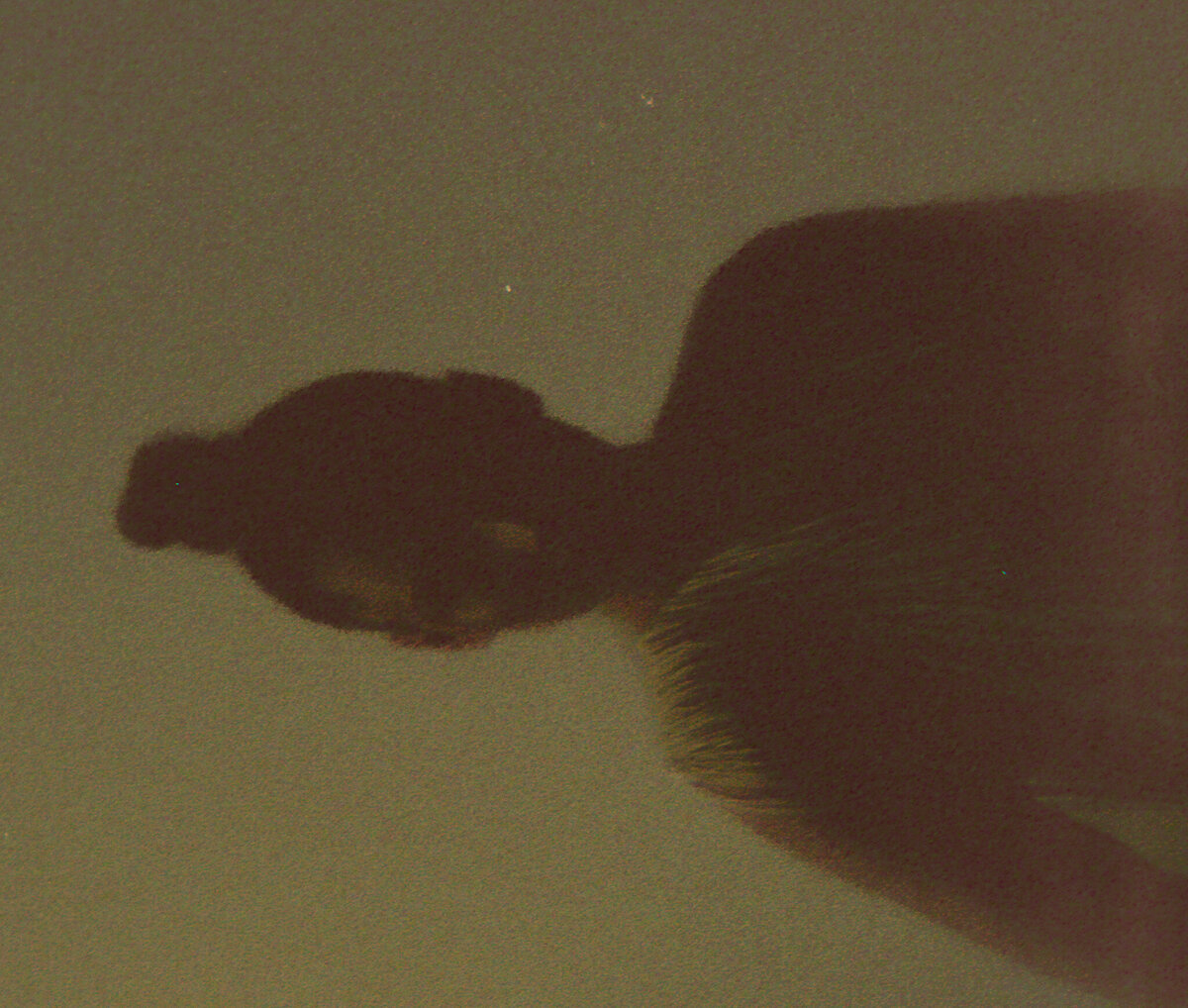 img20250211_18190534