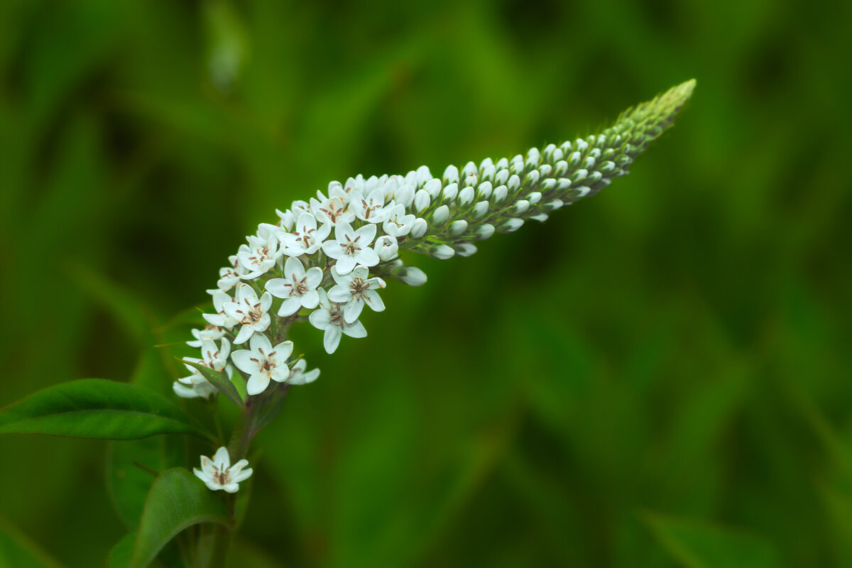 gooseneck_loosestrife_0964