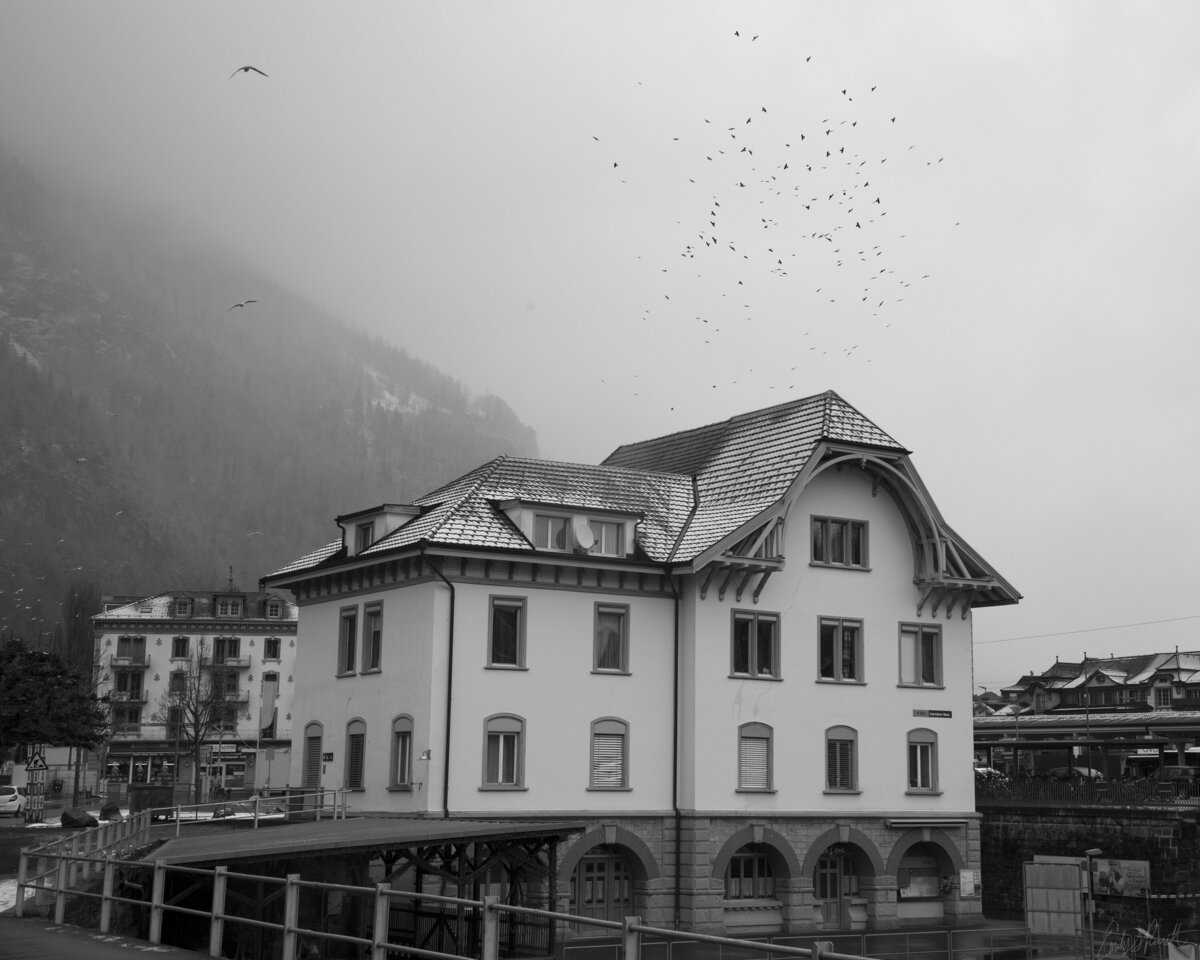 Flock at Interlaken 8x10