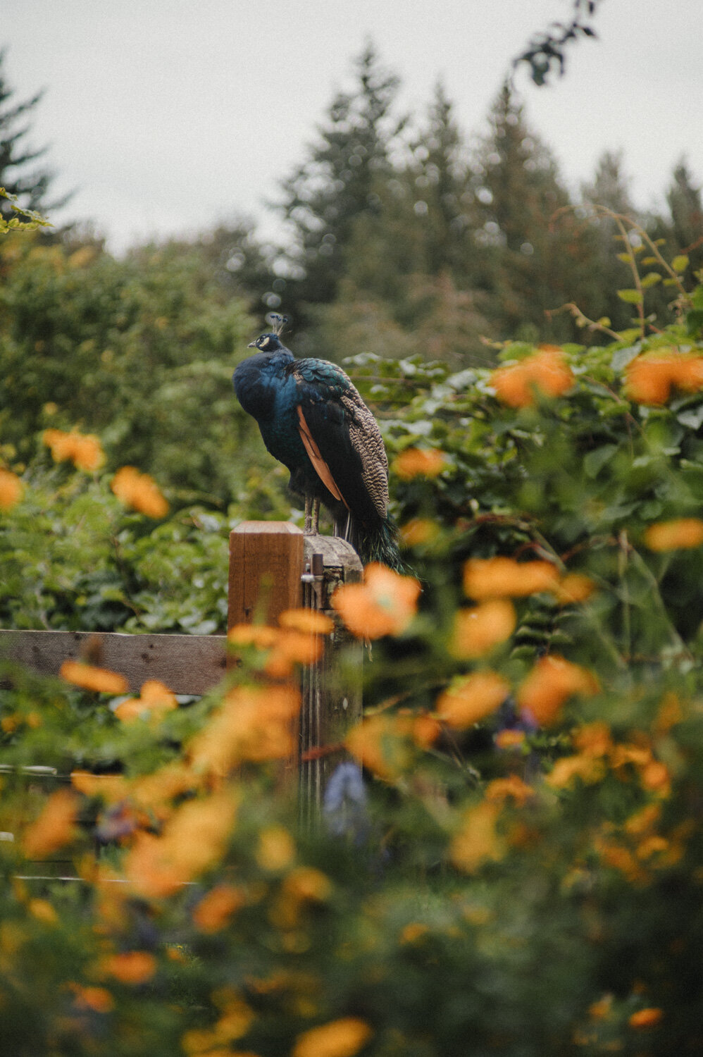 Stratling Vineyard-20