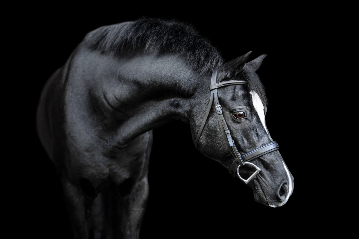 Pony finals welsh pony artistic photo by professional photographer.