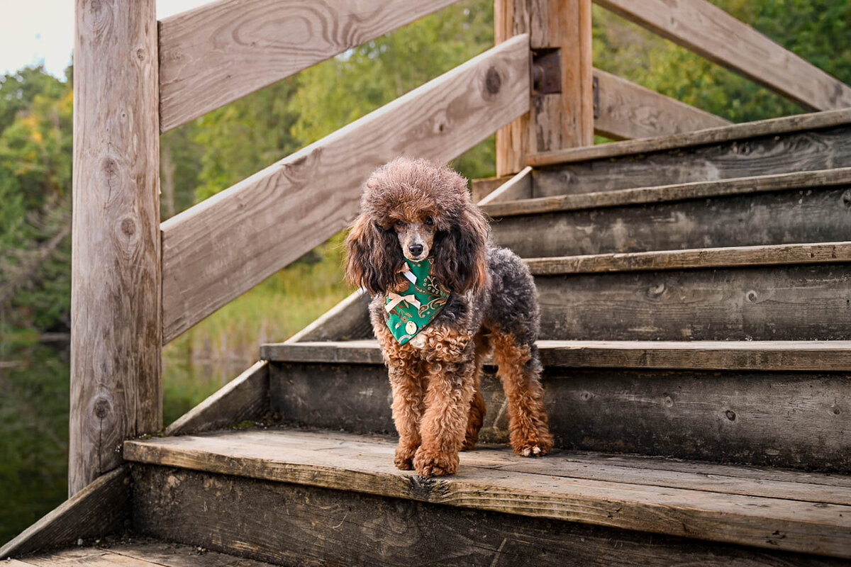 Heavenly Puppies to Love Cavapoo, Cockapoo, and Maltipoo Puppies Photo Sep 21 2025, 6 01 12 PM47