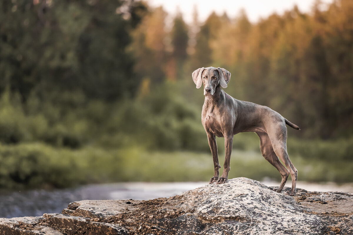 canine_hounds_dog_portraits_sessions_puppy  (27)