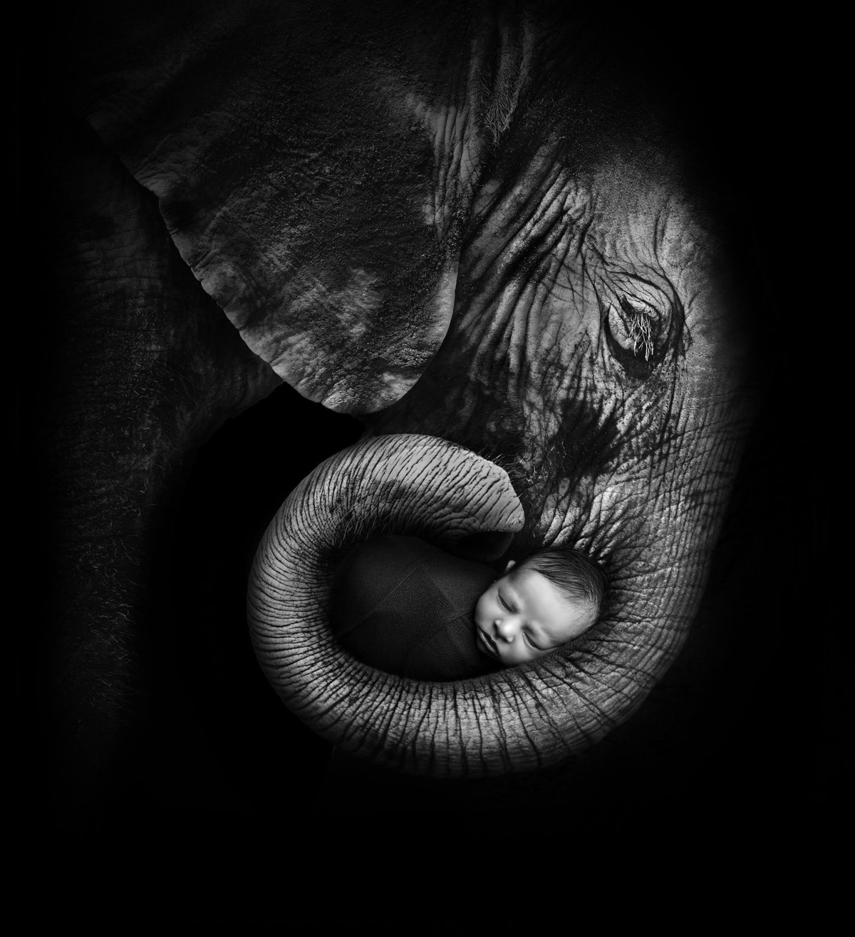 elephantbabycropped