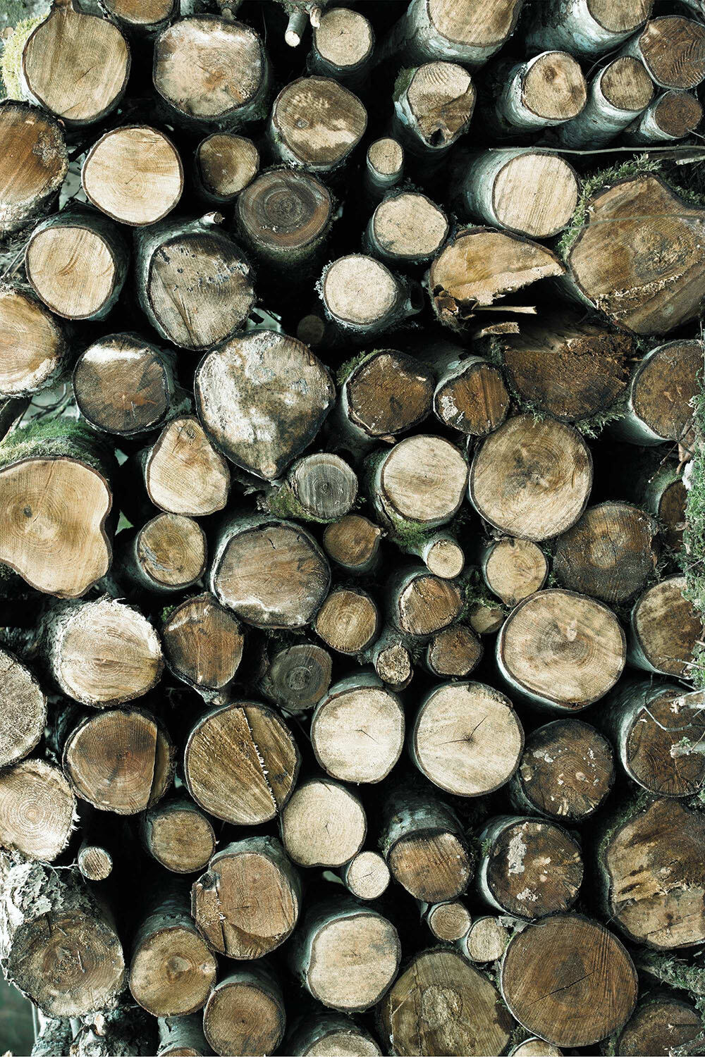Boomstammen op een stapel uit het bos