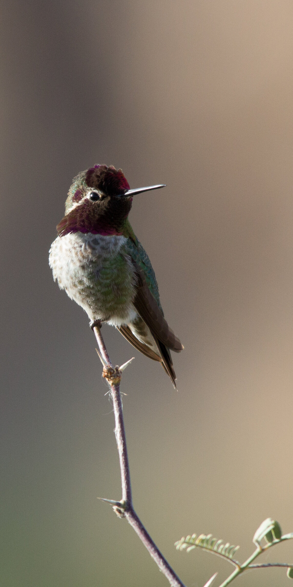humming-bird-annas-male