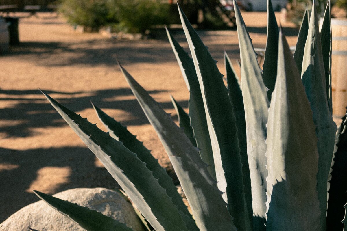 California Elopement