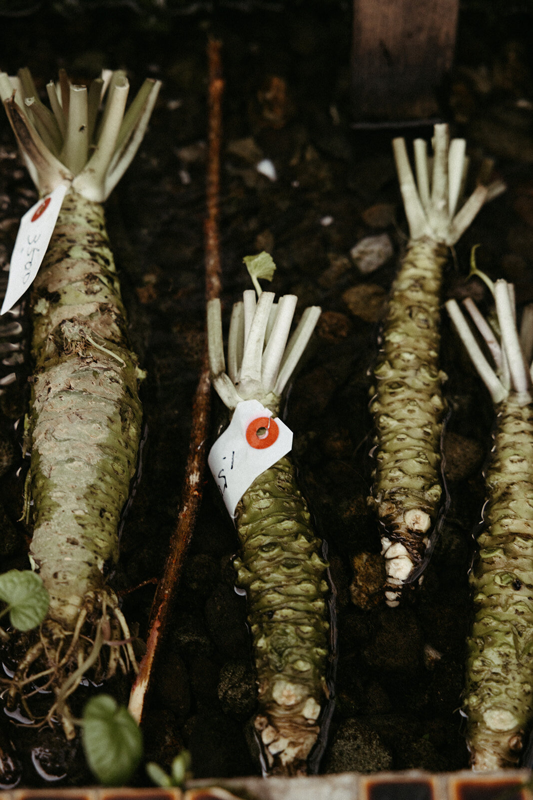 JapanElopement-DallinHazard-368